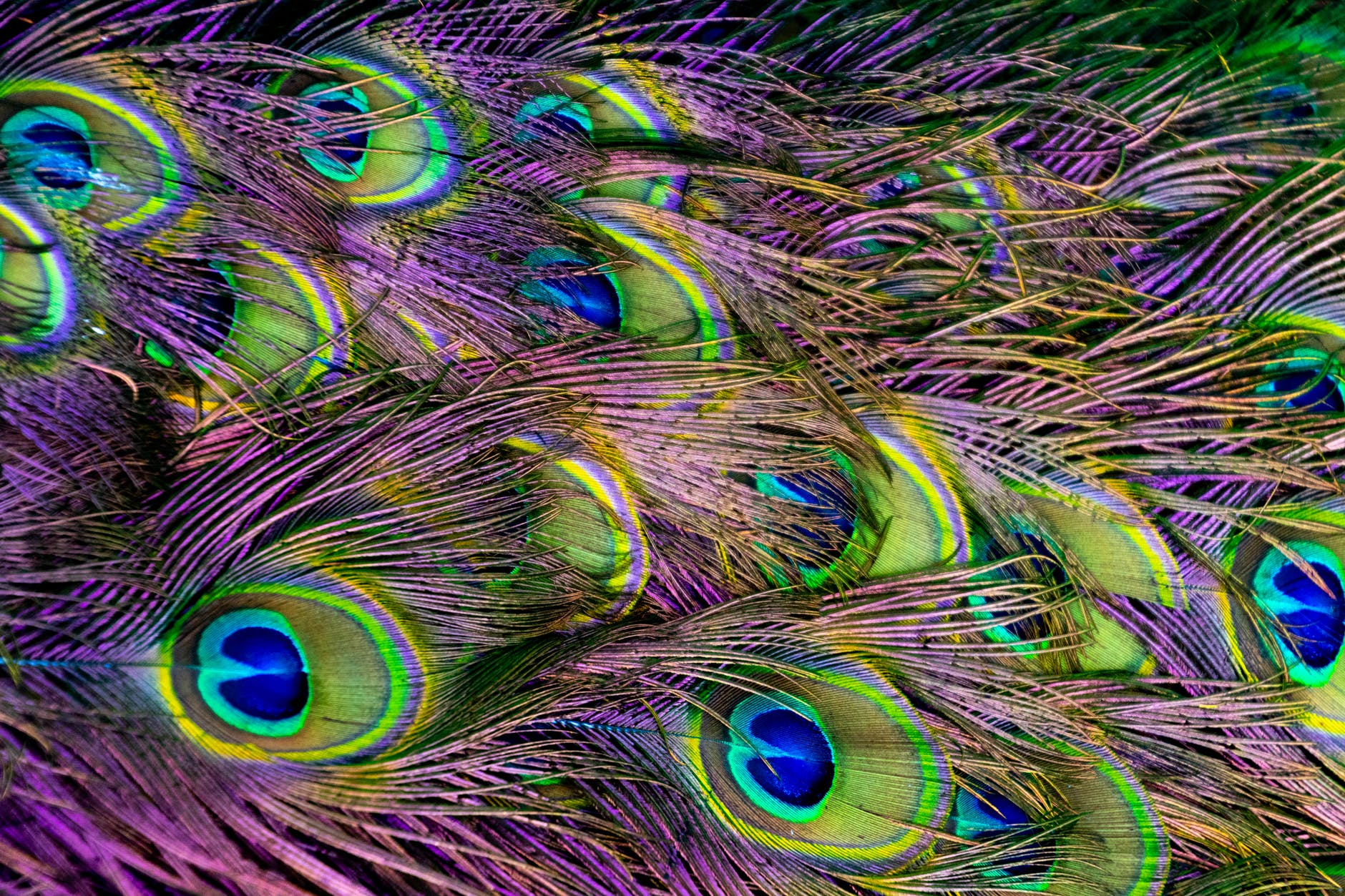 green purple and blue peacock feather digital wallpaper