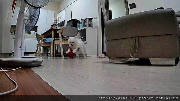 【寵物攝影機開箱評測】SpotCam。SpotCam Mib