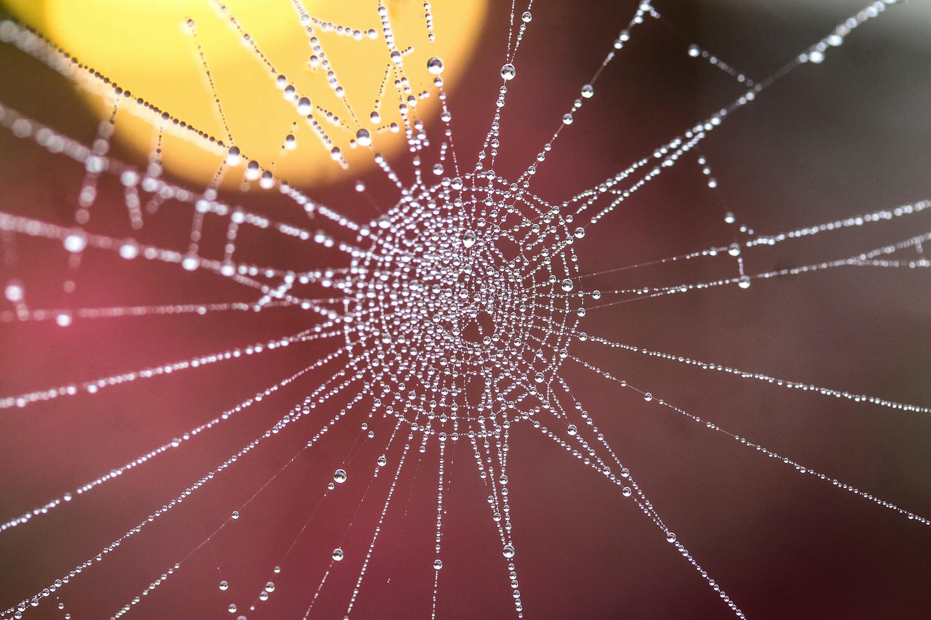 wet spiderweb
