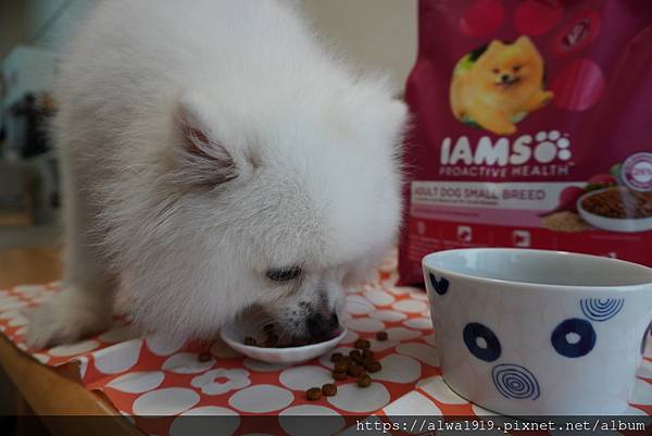 【狗飼料推薦】IAMS™愛慕思™。健康優活系列。小型成犬營養