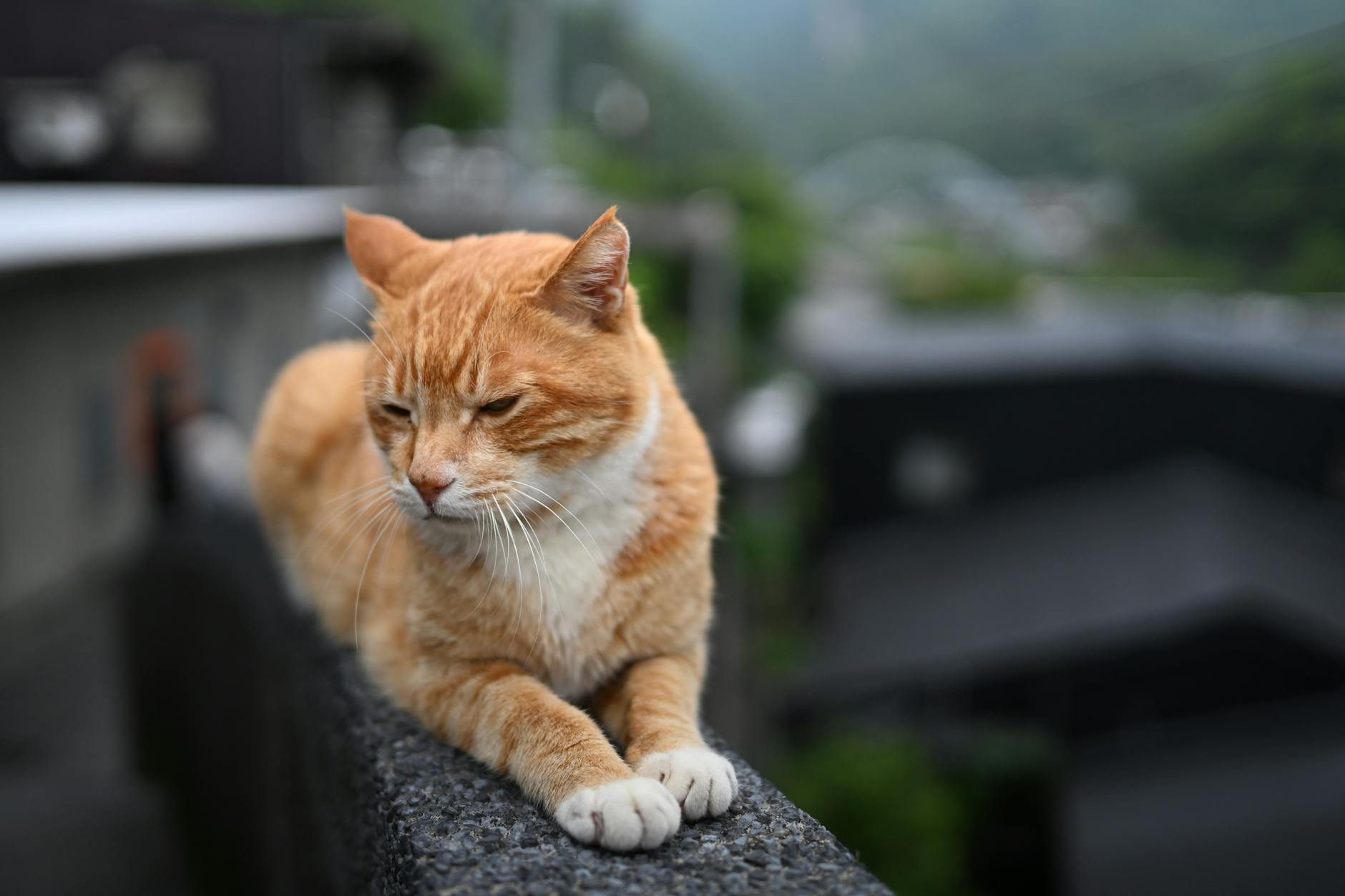 relaxed ginger cat lounging outdoors in taipei