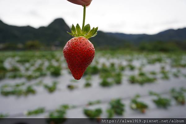 【苗栗大湖旅遊推薦】嬌豔欲滴的香甜草莓來啦！！到「名品牛奶草