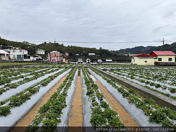 【苗栗大湖旅遊推薦】嬌豔欲滴的香甜草莓來啦！！到「名品牛奶草