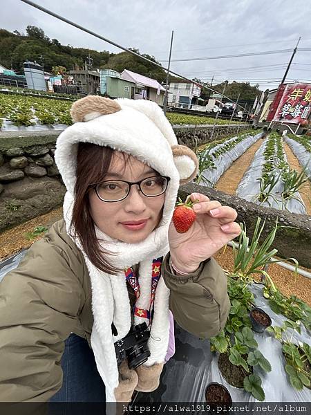 【苗栗大湖旅遊推薦】嬌豔欲滴的香甜草莓來啦！！到「名品牛奶草